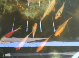 7 koi 2 shubunkin for sale
