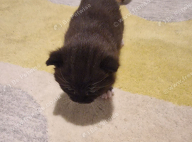 Ragdoll kitten for sail
