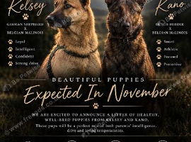 Kelsey & Kano litter | due early November in Darlington