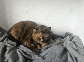 Shy 5 year old cat