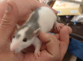 3 baby boy rats