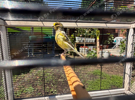Canaries