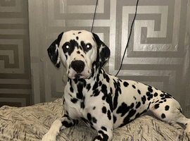 Dalmatian STUD
