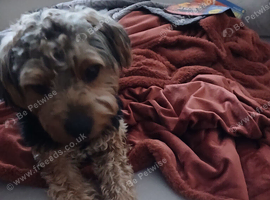 Beautiful standard yorkie mix