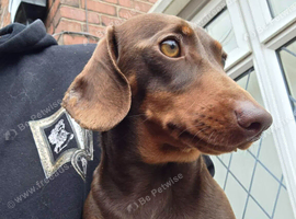 Chocolate & Tan Minature Dachhound