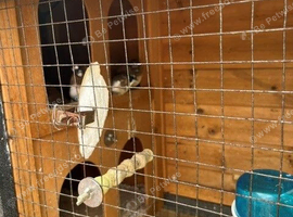 Bengalese Finches , 2 yrs old