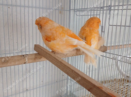 Pair Norwich Canaries for sale