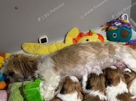 Beautiful Shih Tzu Puppies Looking for Their Forever Homes