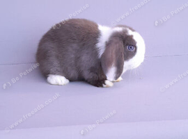 Gorgeous mini lop rabbits