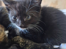 Black and White 2 months