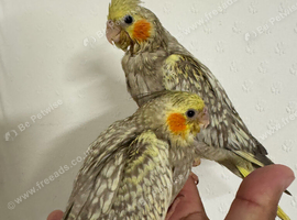 Hand Reared Cockatiels
