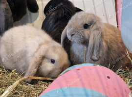 Baby mini lops