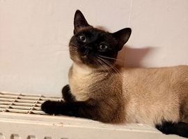 2 Siamese boy