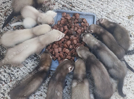 Micro ferrets