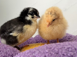 X10 1 week old chicks mixed colours