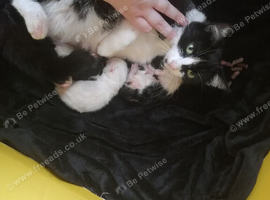 Kittens looking for there forever homes