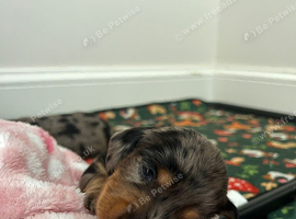 Miniature dachshund puppies