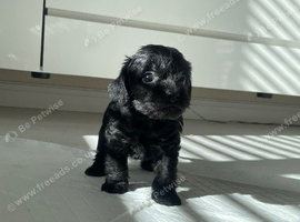 Cavapoo puppies