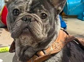 Female french bulldog