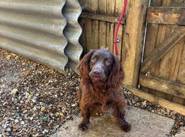 Two beautiful working cocker spaniels