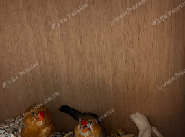 Mutation zebra finch