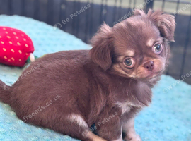 Amazing long coat Apple head girl puppies