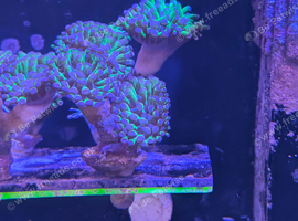 Reverse hammer corals (1 head)