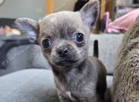 Male Pedigree Chihuahua Puppy