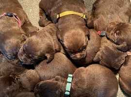 CHOCOLATE LABRADOR PUPPIES