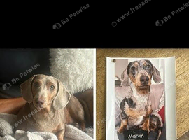 Miniature Dachshunds