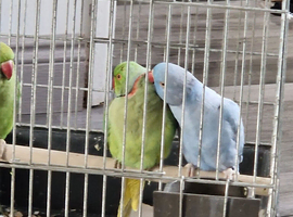 Indian ringnick pair for sale