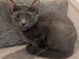 Stunning Russian blue kitten last one left