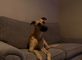Scrappy