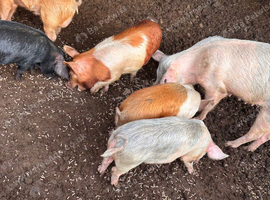 Piglets/weeners