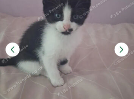 Black and white kitten boy for sale