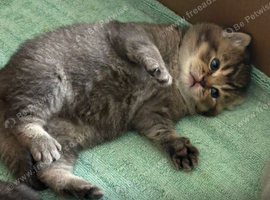 2 x beautiful shorthair kittens
