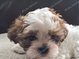 Shihtzu cross Teddy Bear Biewer for sale.