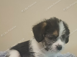 Shihtzu cross puppy for sale boy ready now for his forever home
