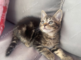 Kittens ready now
