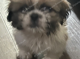 Shih Tzu pups 2 girls 1 boy ready now