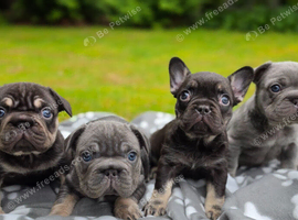 READY NOW: 3 x French Bulldog Puppies