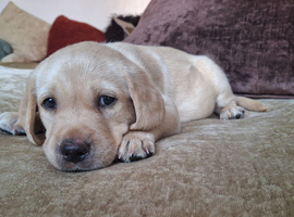 Golden labrador puppy
