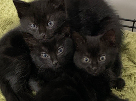 Kittens for sale