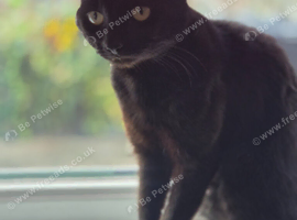 Black cat