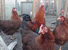 Bantam Welsummer &ndash; Hatching Eggs