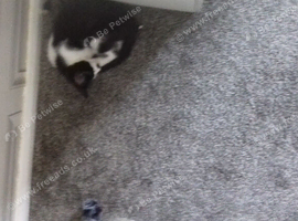 40 pound 3 kittens I can't have them to family health come with litter tray litter food toys brand new collers just want back what I paid thee