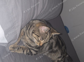 Stunning male cat