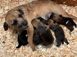 5 beautiful border terrier pups