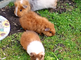 Gorgeous baby girl piggies