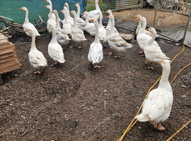 Young and old geese for sale